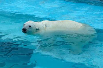 Polar bear at the zoo. An animal in captivity. Northern Bear