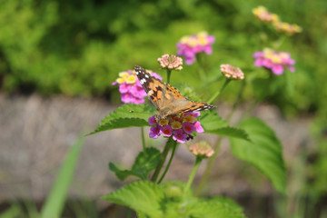 ランタナの花の蜜を吸うヒメアカタテハ