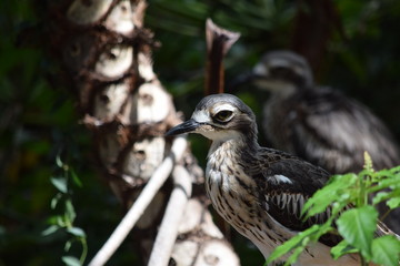 australian bird