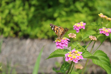 ランタナの花の蜜を吸うヒメアカタテハ