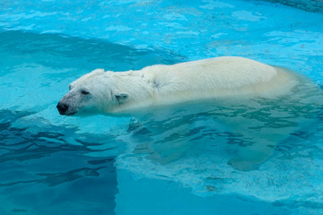 Naklejka premium Polar bear at the zoo. An animal in captivity. Northern Bear