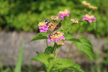 ランタナの花の蜜を吸うヒメアカタテハ