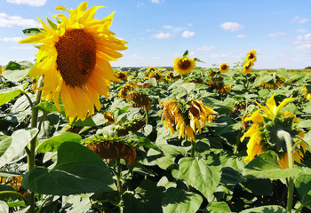 field with sunflowers on a summer day on the background of blue sky