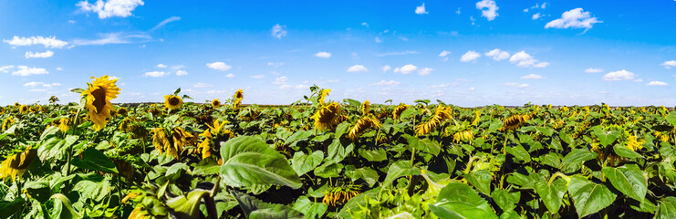 Fototapeta na wymiar field with ripe sunflowers on a summer day. Panorama
