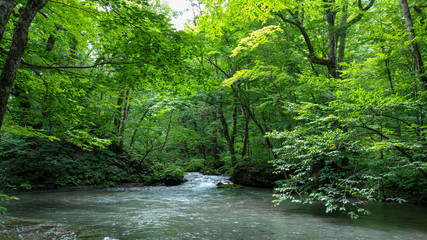 Oirase Stream in sunny day, beautiful nature scene in summer. Flowing river, green leaves, mossy rocks in Towada Hachimantai National Park, Aomori, Japan. Famous and popular destinations