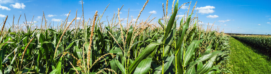 Fototapeta premium field with corn stalks on a summer day. Panorama