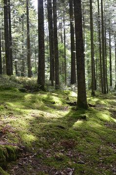 Escursione nel bosco © Paolo Marchetti