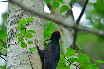 一生懸命餌を探すクマゲラ＠北海道