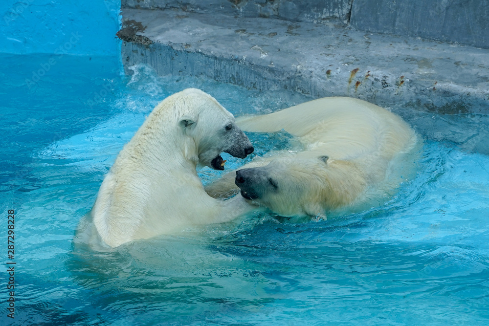 Wall mural Sibling wrestling in baby games. Two polar bear cubs are playing about in pool. Cute and cuddly animal kids, which are going to be the most dangerous beasts of the world