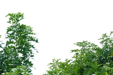 Tropical tree leaves with branches on white isolated background for green foliage backdrop