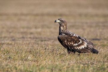 Young white-tailed eagle, haliaeetus albicilla, sitting on the ground at sunrise in winter. Majestic wild bird of prey in natural environment.