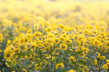 Yellow chrysanthemum flowers, chrysanthemum in the garden. Blurry flower for background, colorful plants