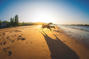 Hunde laufen über den Elbstrand bei Ebbe bei Sonnenaufgang