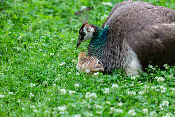 Small peacock in the grass