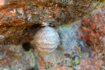 wasp nest close up