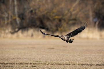 Juvenile white-tailed eagle, haliaeetus albicilla, flying low above ground. Animal on a meadow with dry grass in winter. Wild bird of prey with wings spread wide midair.