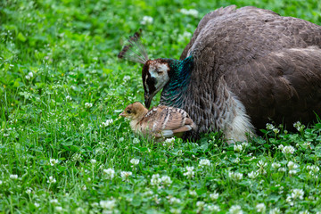 Small peacock in the grass
