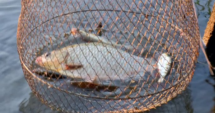 River fish in the cage, roach. Corf with a caught fish in water. Fishing 