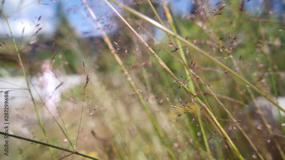 Poster macro forward dolly through grass and weeds with shallow depth of field