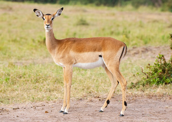 Gazelle