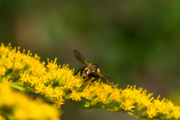 close up of fly with detail on a leaf of a flower plant