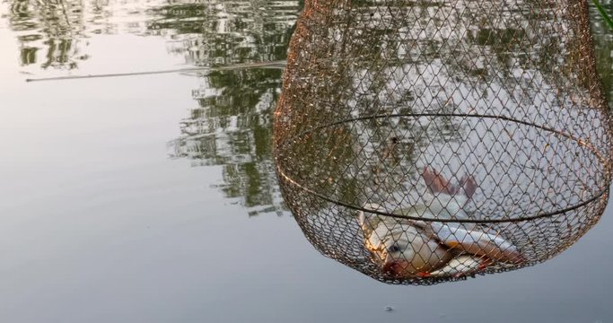 River fish in the cage, roach. Corf with a caught fish in water. Fishing 