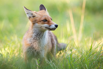 Cute red fox, vulpes vulpes, standing on green grass in summer with blurred background. Wild predator animal in wilderness at sunrise.