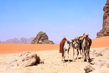 Camels in Wadi Rum desert, Jordan
