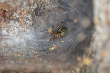 spider on the spider web