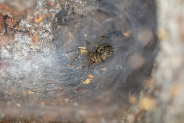 spider on the spider web