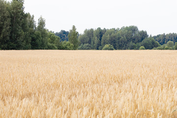 fields full of cereals, healthy food