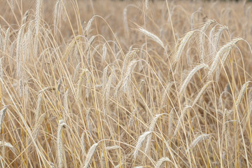 fields full of cereals, healthy food