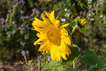 Blühstreifen mit Sonnenblume