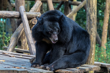 black bear in animal conservation, Tat Kuang Si waterfalls, Luang Prabang, Laos