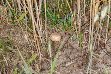 fungus grows between the grains