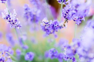 Bee in lavender