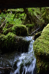 Fototapeta premium Cascata nel bosco
