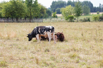 farm animals on the pasture, dairy cows