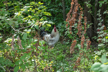 the rooster walks in the bushes