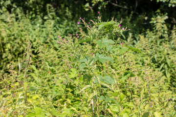 common nettle in fur sun
