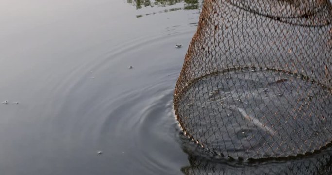 River fish in the cage, roach. Corf with a caught fish in water. Fishing 