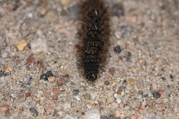 caterpillar is crawling along the way, close up