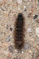 caterpillar is crawling along the way