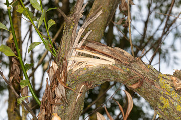 broken tree branch, close up