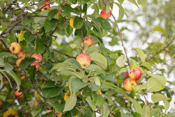 beautiful apples grow on the tree