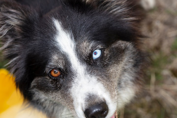 dog with two colored eyes