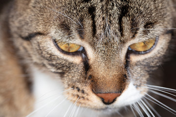 portrait of a cat, closeup on eyes