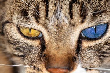 two-colored cat's eyes, closeup