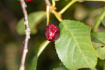 one cherry eaten by birds grows on the tree