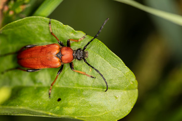Cucujus cinnaberinus, beetle from the family of crimson, beautiful red color, close up